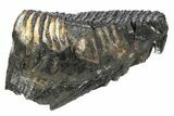 Woolly Mammoth Lower M Molar - North Sea Deposits #235249-1